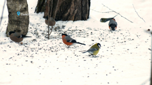 Лесные новости. Красногрудые красавцы снегири, лосиные мухи и ревнивый лисовин