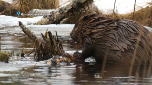 Лесные новости: бобры обновляют хатки и плотины, а в Ленинградской области проснулись медведи