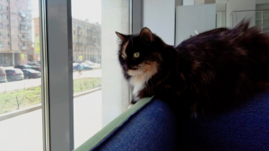 Самая читающая сотрудница: пушистый символ Интеллект-центра «Охта-8» — кошка Фрося