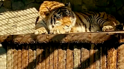 Амурские тигры Виола и Амадей из Ленинградского зоопарка наслаждаются весенним солнцем