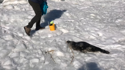 В Петербурге спасли первого в этом сезоне тюлененка