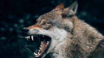 В Ленобласти будут платить по 25 тысяч рублей за каждого убитого волка