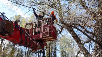 В Павловском парке омолодили иву-долгожительницу