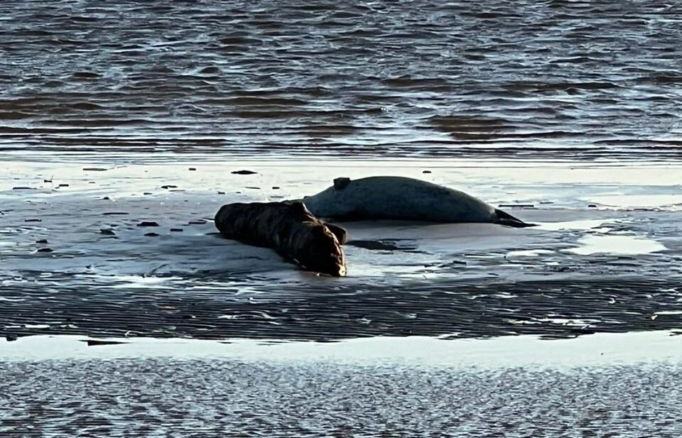 Фонд друзей балтийской нерпы подсчитал тюленей в Финском заливе - tvspb.ru