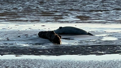 Фонд друзей балтийской нерпы подсчитал тюленей в Финском заливе