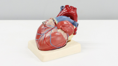 Ученые нашли вещество для защиты сердца после инфаркта