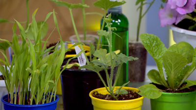 Как вырастить салат на подоконнике: тонкости посева семян и рекомендации