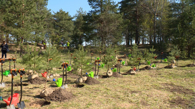 В рамках акции «Сад памяти» в Сестрорецке высадили 20 молодых сосен