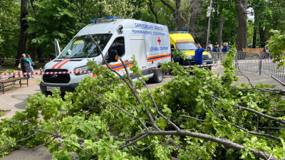 В Саратове упавшее дерево убило женщину с ребенком