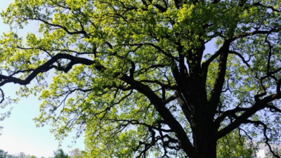Старинный черешчатый дуб на Елагином острове может стать «Российским деревом года»