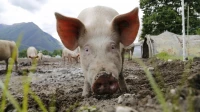 В Ленобласти после незаконного ввоза свиней обнаружили опасное заболевание