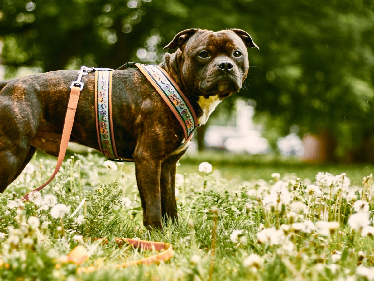 В двух парках Петербурга проверяющие нашли людей, которые неправильно выгуливают собак - tvspb.ru