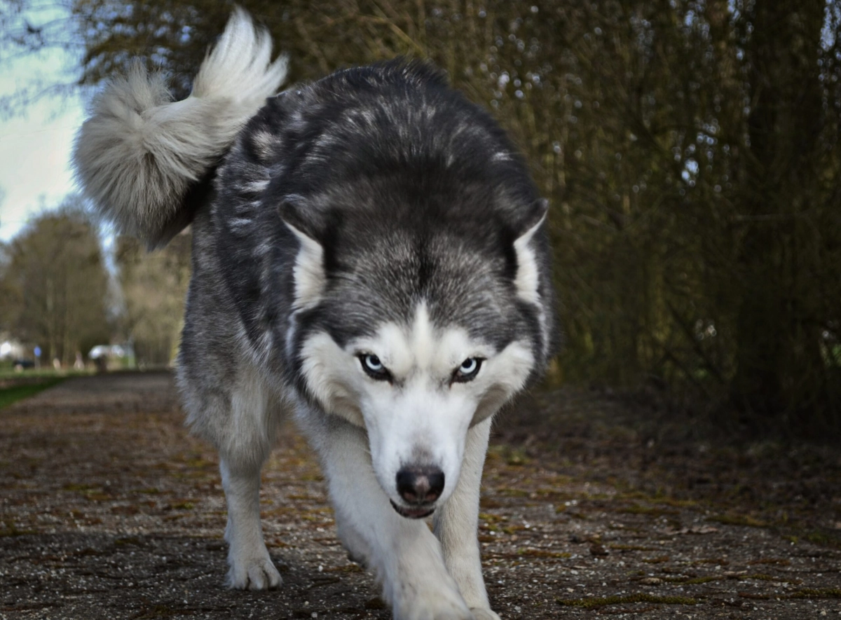 Владельцев потенциально опасных пород собак могут обязать получать лицензии на питомцев - tvspb.ru