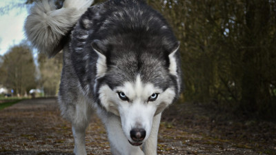 Владельцев потенциально опасных пород собак могут обязать получать лицензии на питомцев