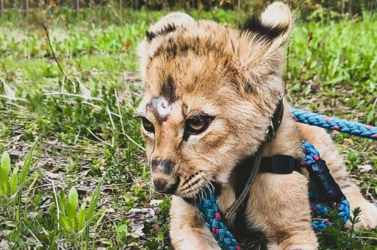 Маленькой львице, которую продавали в интернете, нашли новый дом - tvspb.ru