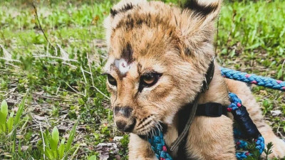 Маленькой львице, которую продавали в интернете, нашли новый дом