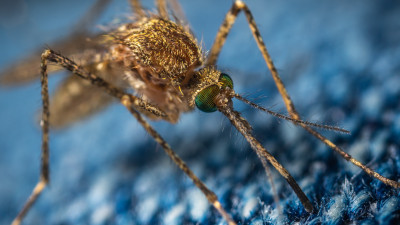 Биолог Глазков спрогнозировал нашествие комаров и мошек на Петербург