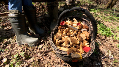 Сезон «тихой охоты» открыт: какие грибы можно найти под Петербургом
