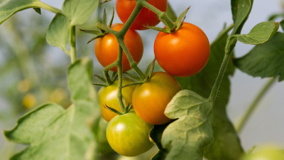 Садовник дала советы, как сажать помидоры в открытый грунт