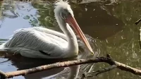 Кудрявый пеликан плавал в пруду Ленинградского зоопарка