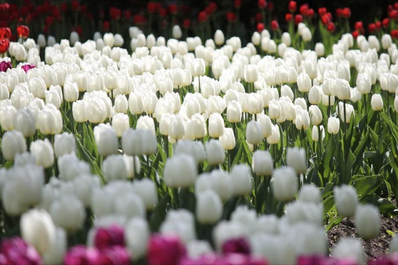 Фестиваль тюльпанов проходит на Елагином острове - tvspb.ru