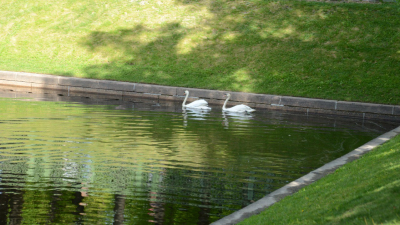 Лебедей Елисея и Любаву выпустили в пруд Летнего сада