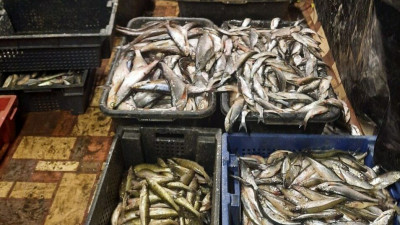 ФСБ показала, за какую рыбу штрафуют на 13 000 рублей