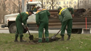 Посадка деревьев и кустарников