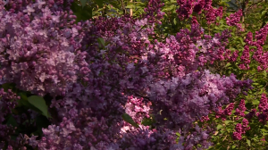 Бель де Нанси vs Красавица Москвы: настоящий фестиваль цветущей сирени в Ботаническом саду