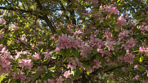 Не путайте с сакурой: яблоня Недзвецкого — одно из уникальных растений Елагина острова