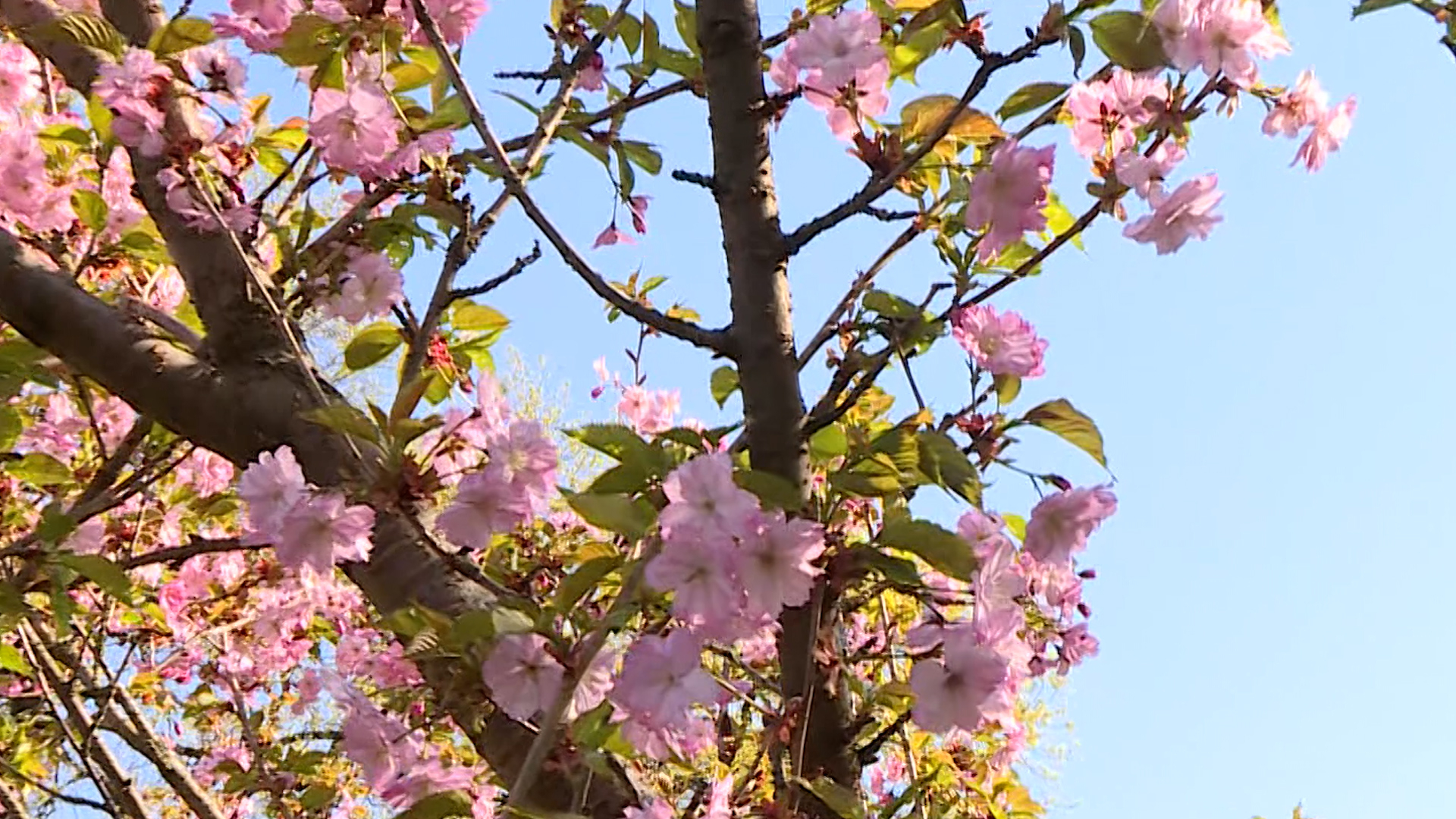 Сакура в ботаническом саду когда цветет 2024. Черемуха Сакура. Ботанический сад СПБ Сакура. Сакура розовая махровая. Сакура в Ботаническом саду.