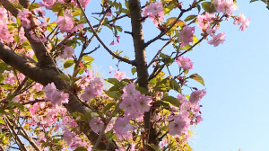 «Розовое богатство» и весеннее благоухание: в Ботаническом саду расцвела махровая сакура и черёмуха