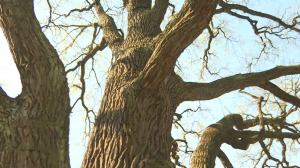 Голосуем за наших: 300-летний дуб черешчатый на Елагином острове претендует на звание «Дерево года»