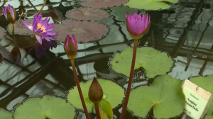 В царстве Дюймовочки — Водная оранжерея Ботанического сада