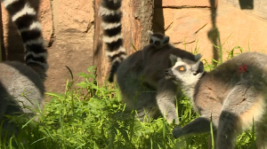 В Ленинградском зоопарке пополнение. У кошачьих лемуров появилась пара малышей