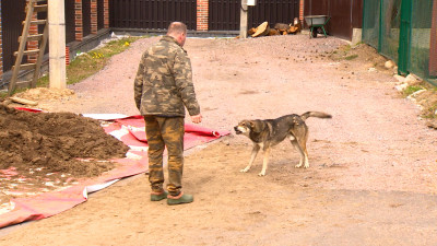 Жители СНТ «Симагинское» прячутся за заборами от 12 собак, живущих у соседки