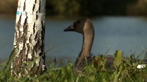 Лесные новости: гусь, который не боится людей, ладожские рыбы и зачем глухари глотают камни