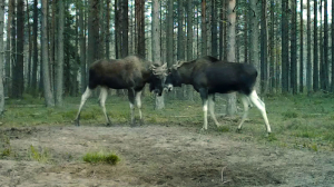 Лесные новости. Худые лоси после гона, сенокосцы, которые вовсе не пауки и древние злотоглазки