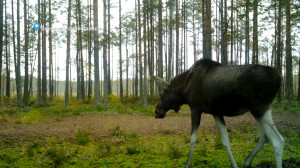 Лесные новости: окончание лосиного гона и сенокосцы, которые совсем не пауки