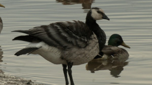 Заблудившаяся казарка, кабаны-пловцы и смертельная опасность хлеба — свежие лесные новости от Павла Глазкова