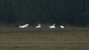 Лесные новости: о чем курлыкают лебеди-кликуны и что утка-каменушка, которая должна зимовать на Дальнем Востоке, делает в центре Петербурга?