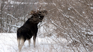 В лес за лосиными рогами и на Оккервиль — познакомиться с бобрами: свежие лесные новости от Павла Глазкова