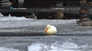 Лесные новости: белая кряква, которая поселилась у Каменноостровского моста, лесная куница на охоте и дубоносы – редкие птички с крепким клювом