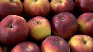 Кладезь молодости: как выжать из яблок максимум пользы без вреда для кишечника