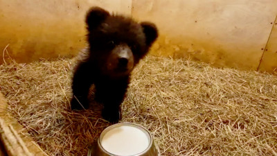Трехмесячного медвежонка-сироту спасли в Пермском крае
