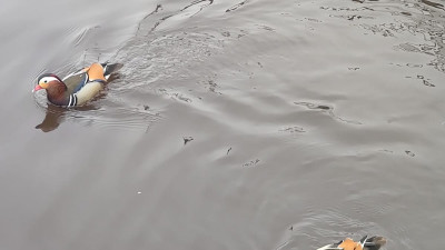 Яркую краснокнижную утку-мандаринку заметили на Крестовском острове
