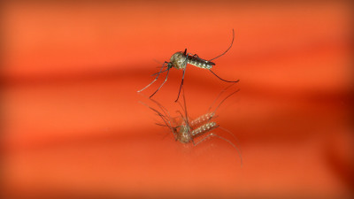 Россиянам рассказали, как безопасно использовать средства от комаров и клещей