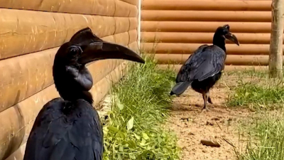 Африканские рогатые вороны переехали в летний вольер в Ленинградском зоопарке