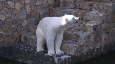 С 2013 года «Роснефть» взяла под опеку 33 белых медведя в российских зоопарках
