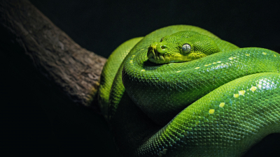 Биолог Глазков объяснил, что делать при встрече со змеями 